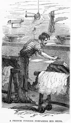 A French Currier Preparing Kid Skins